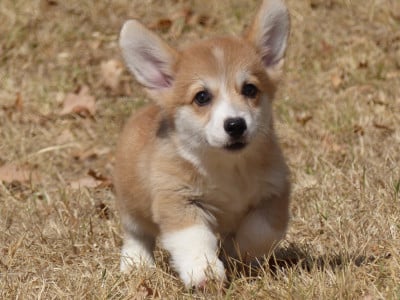 Les chiots de Welsh Corgi Pembroke