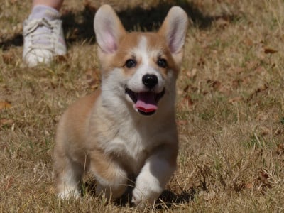 Les chiots de Welsh Corgi Pembroke