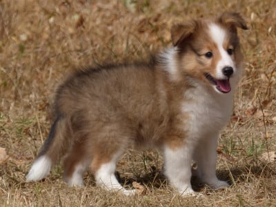 Les chiots de Shetland Sheepdog