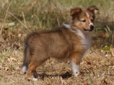Les chiots de Shetland Sheepdog
