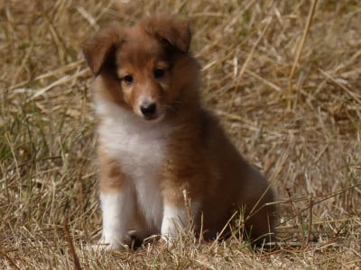 Shetland Sheepdog
