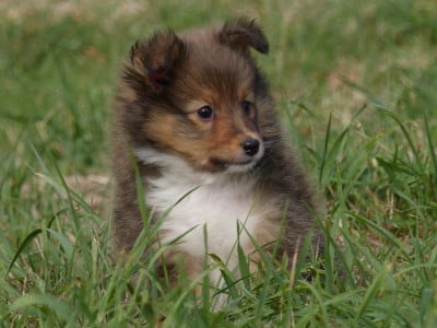 Les chiots de Shetland Sheepdog
