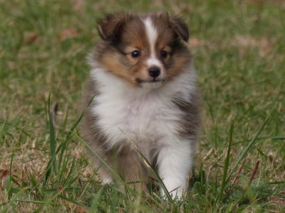 Les chiots de Shetland Sheepdog