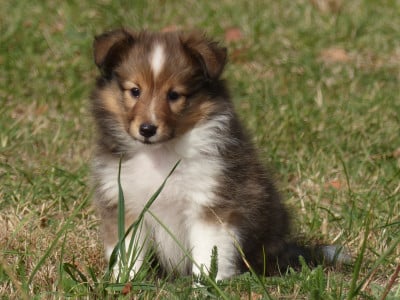 Les chiots de Shetland Sheepdog