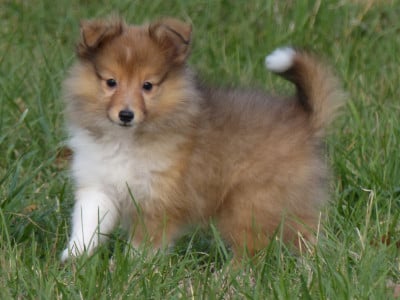 Les chiots de Shetland Sheepdog