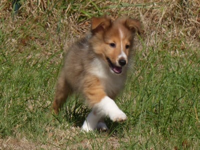 Les chiots de Shetland Sheepdog