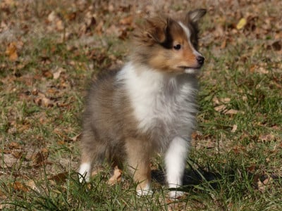 Les chiots de Shetland Sheepdog