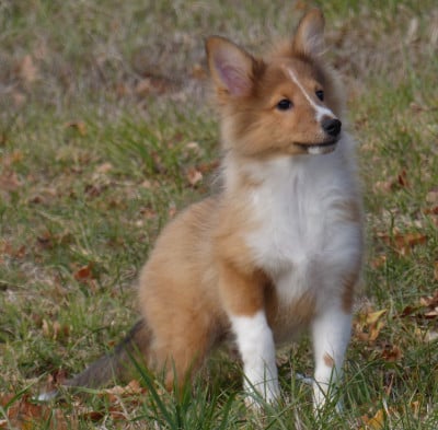 Les chiots de Shetland Sheepdog