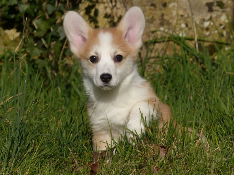 Welsh Corgi Pembroke - du Domaine de Boisceaux