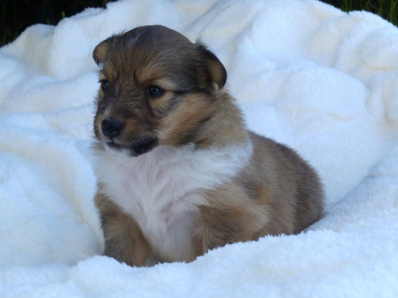 Shetland Sheepdog - du Domaine de Boisceaux