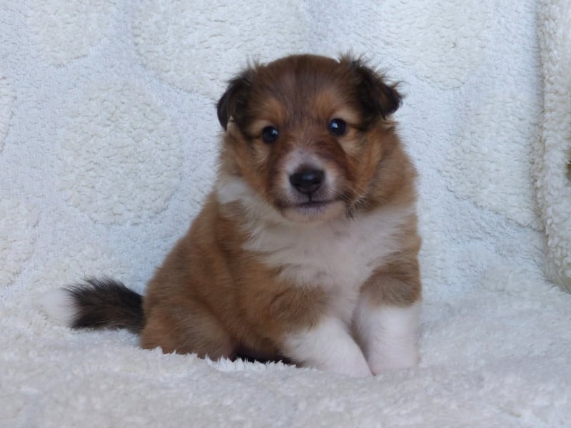 Shetland Sheepdog - du Domaine de Boisceaux