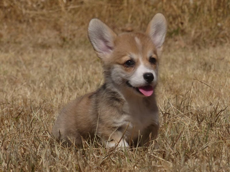 Welsh Corgi Pembroke - du Domaine de Boisceaux