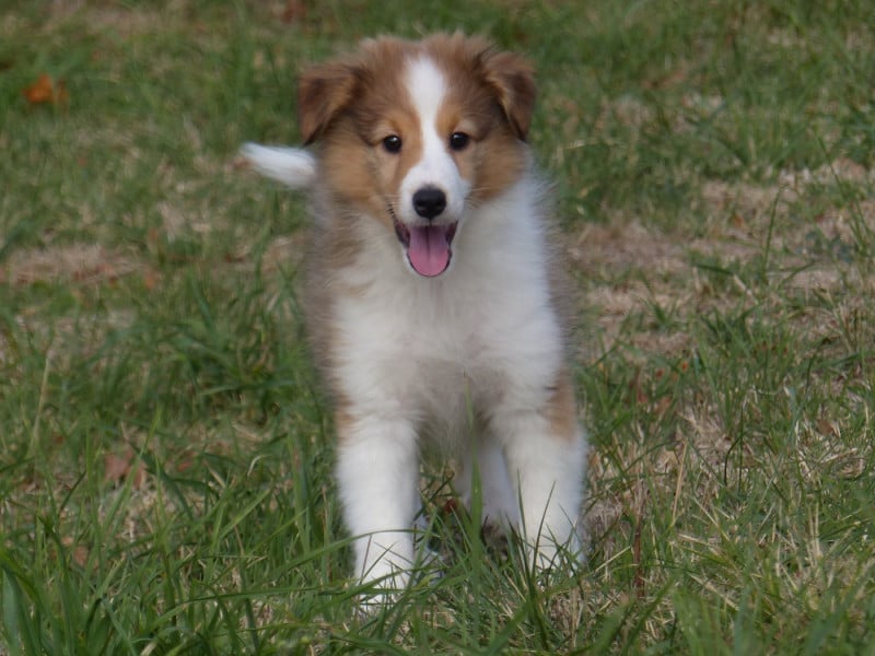 Shetland Sheepdog - du Domaine de Boisceaux