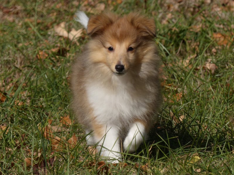 Shetland Sheepdog - du Domaine de Boisceaux