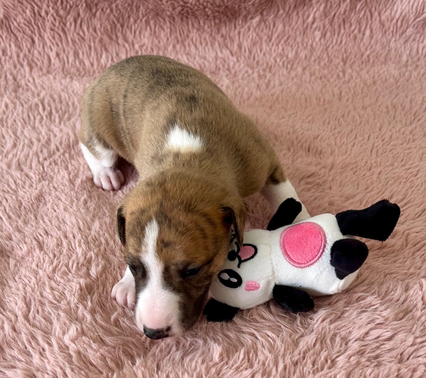 Chiot N°2