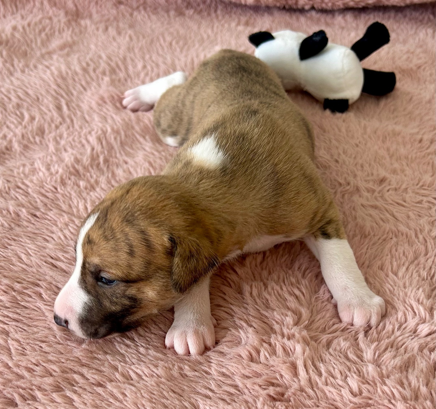 Chiot N°2