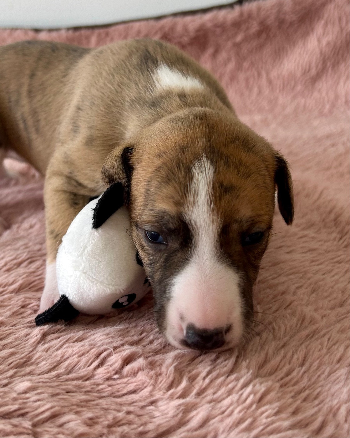 Chiot N°2