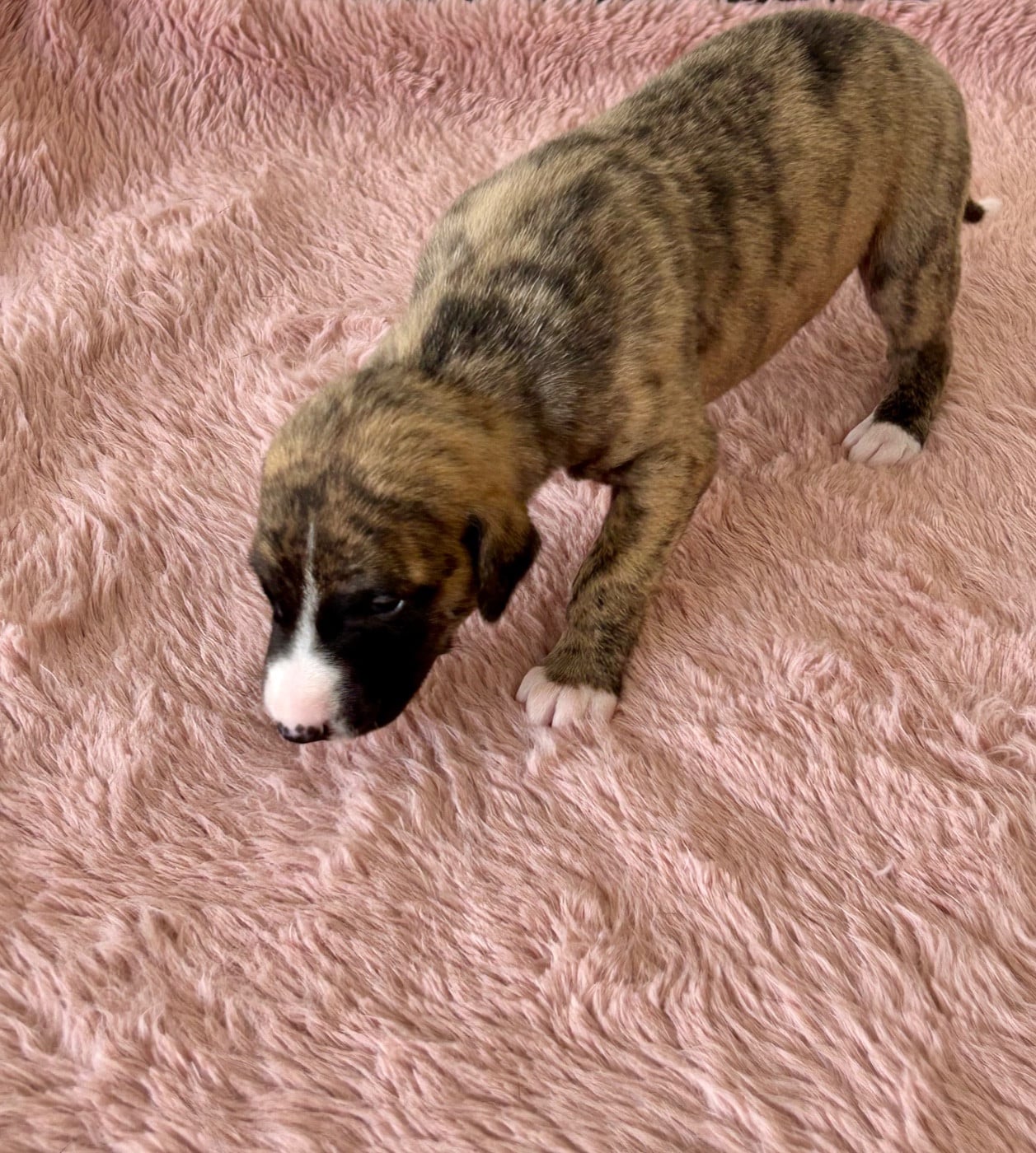 Chiot N°3
