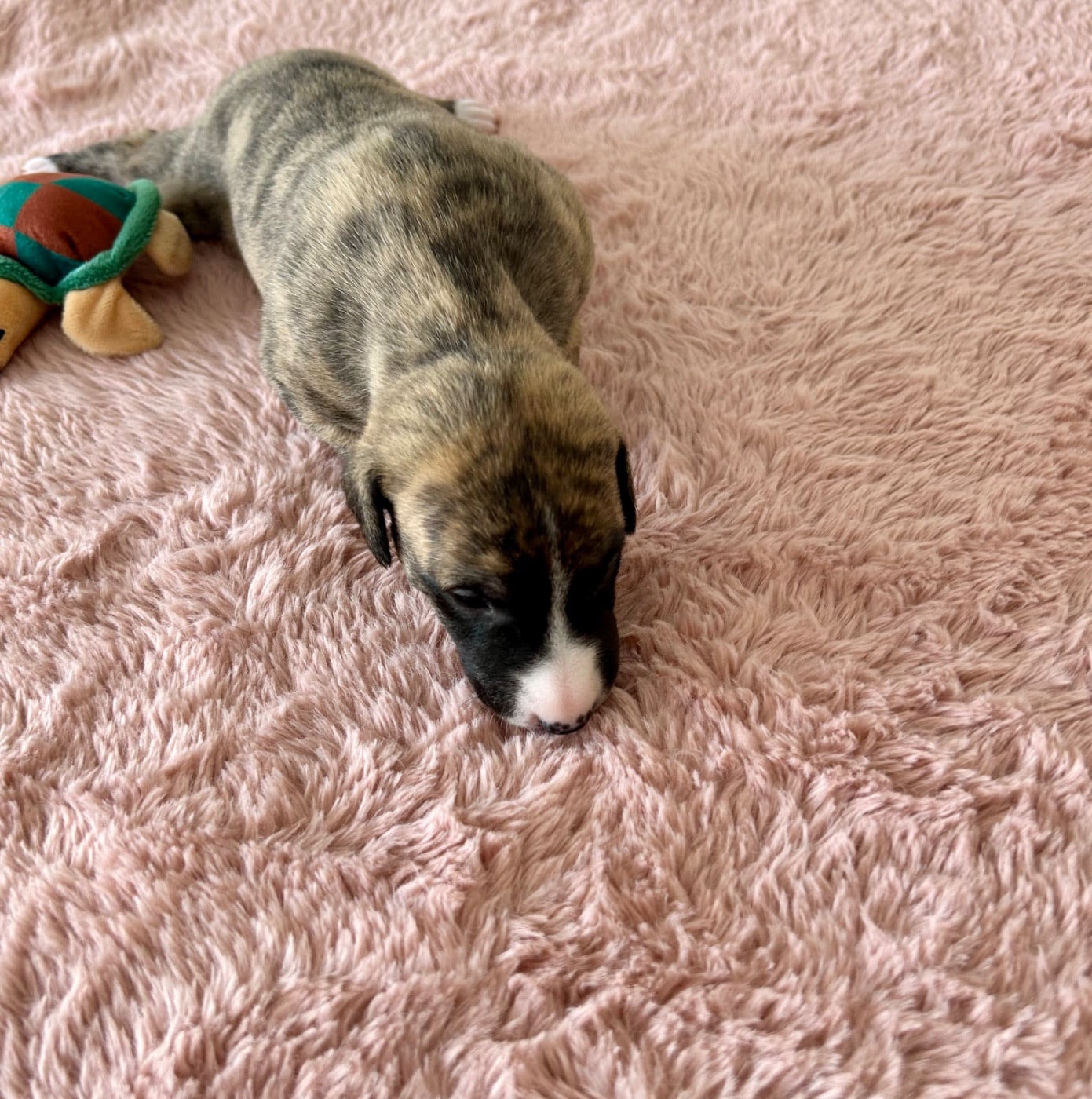 Chiot N°3