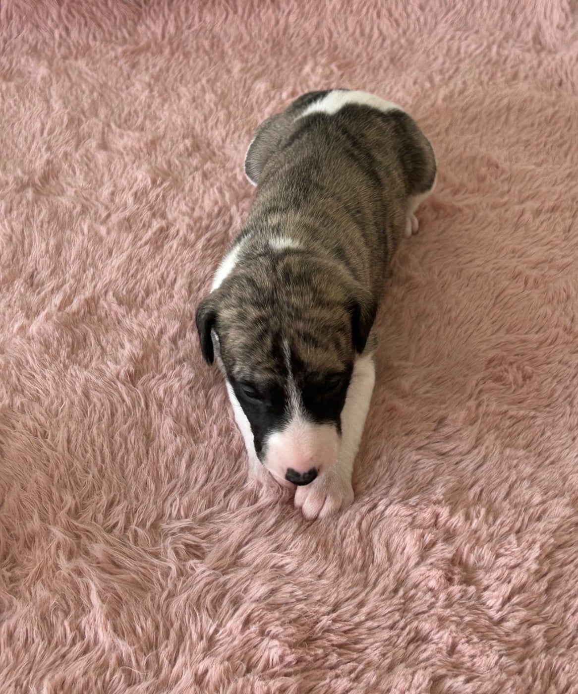 Chiot N°5