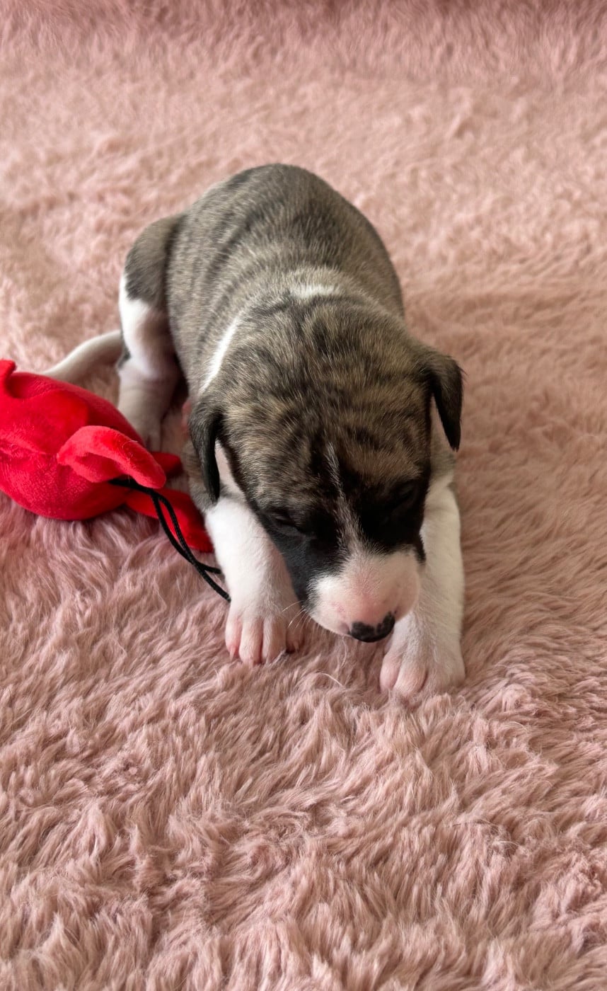 Chiot N°5