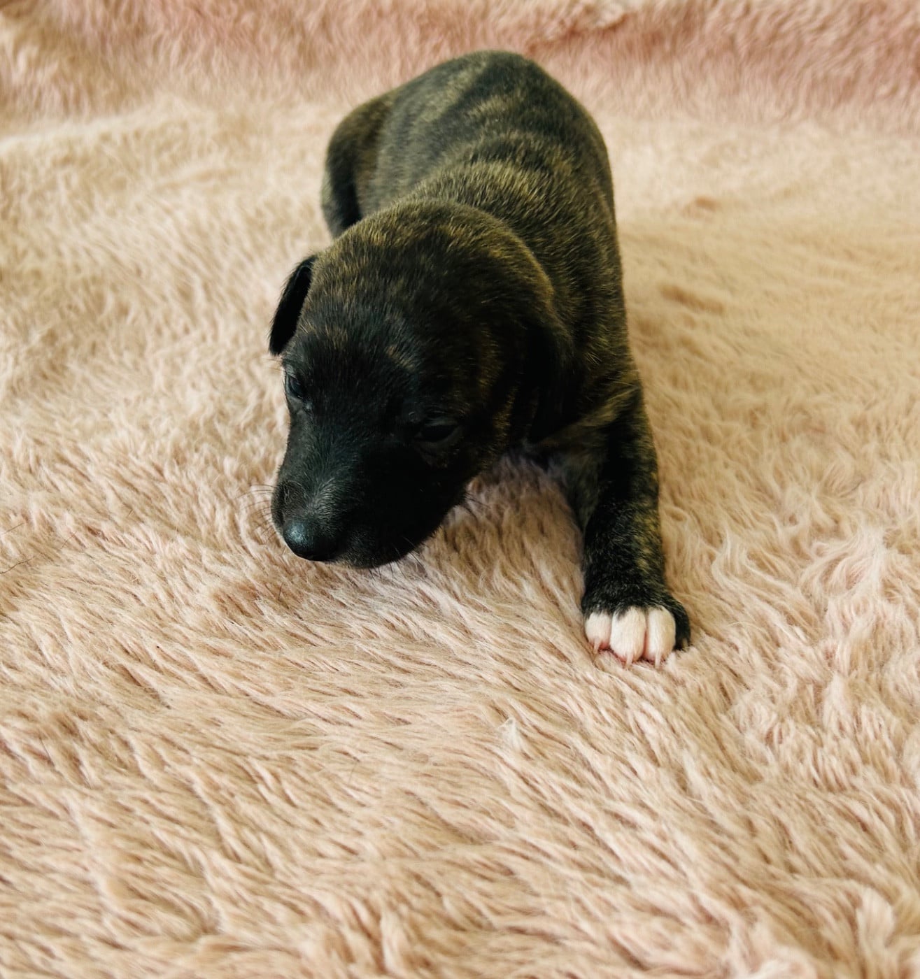 Chiot N°6