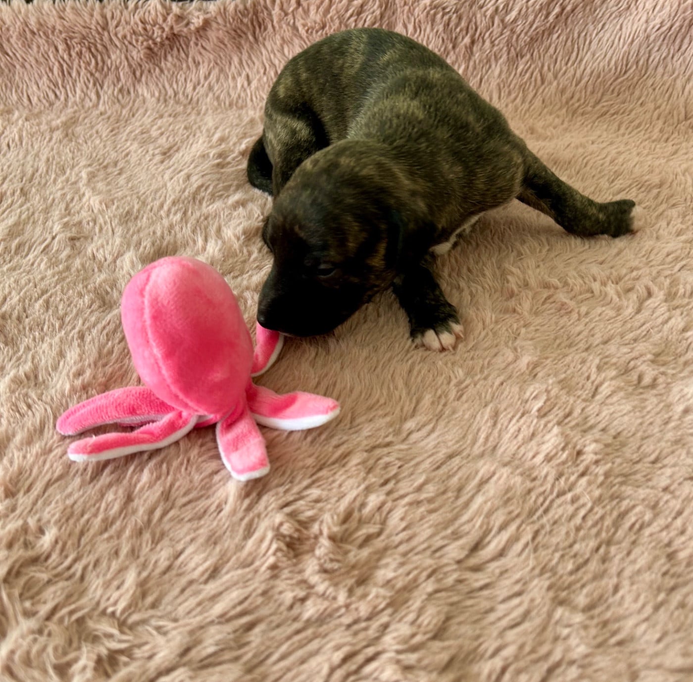 Chiot N°6