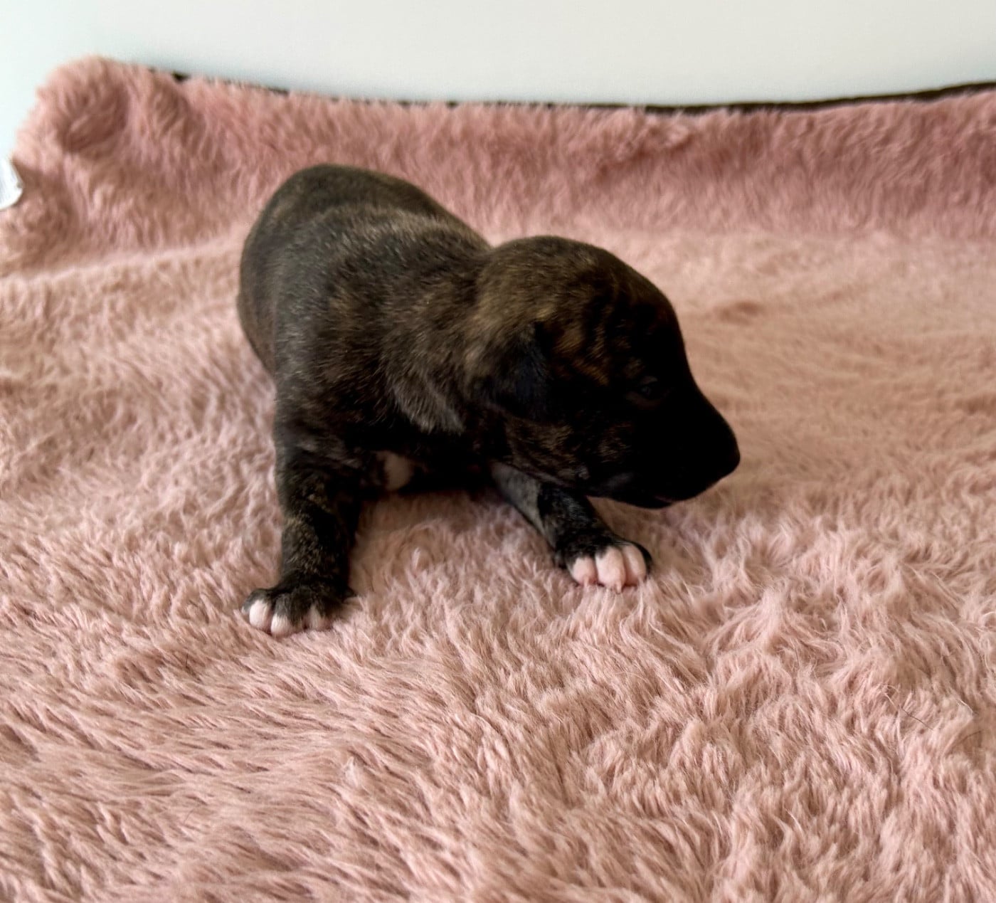 Chiot N°6