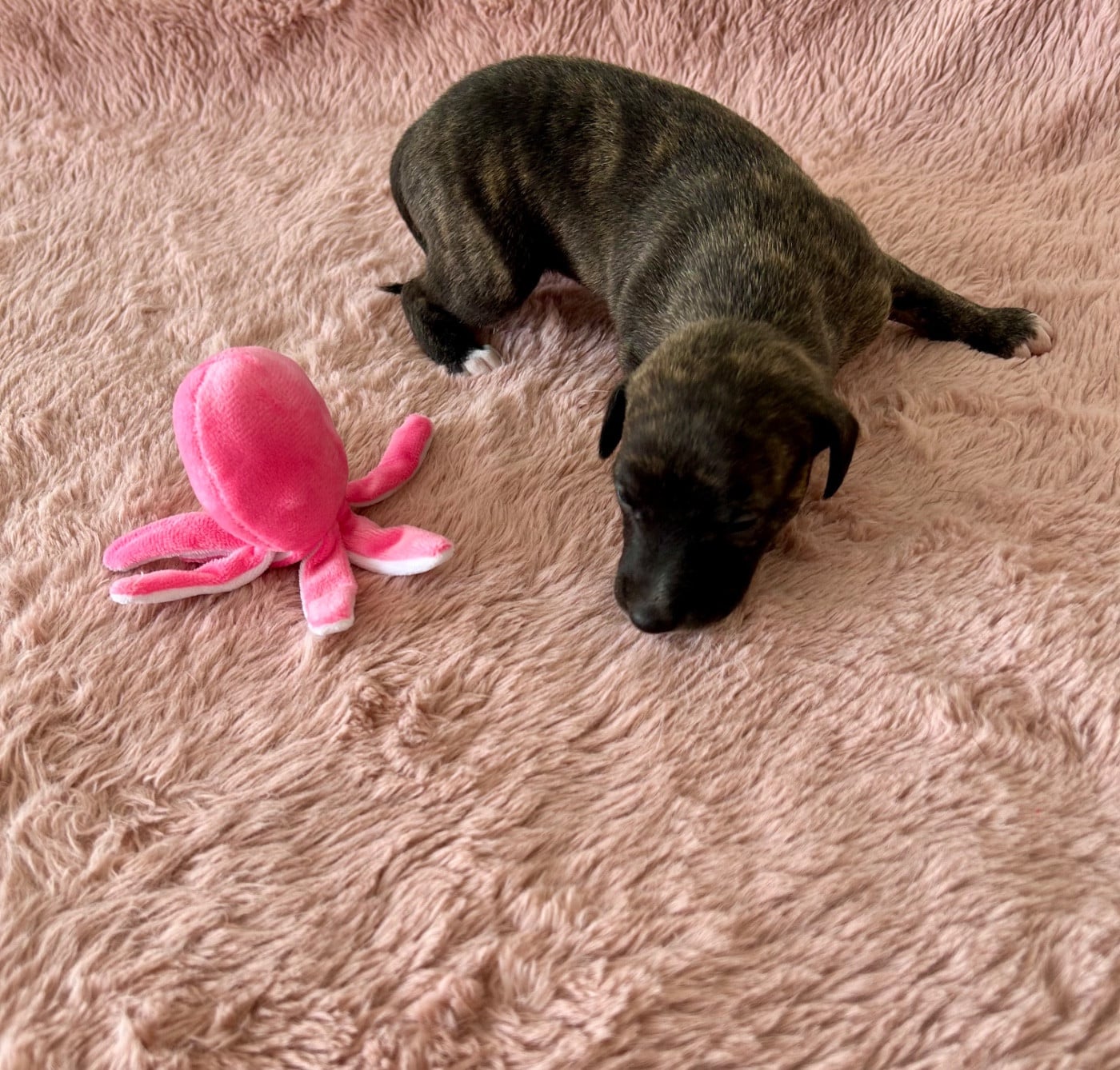 Chiot N°6