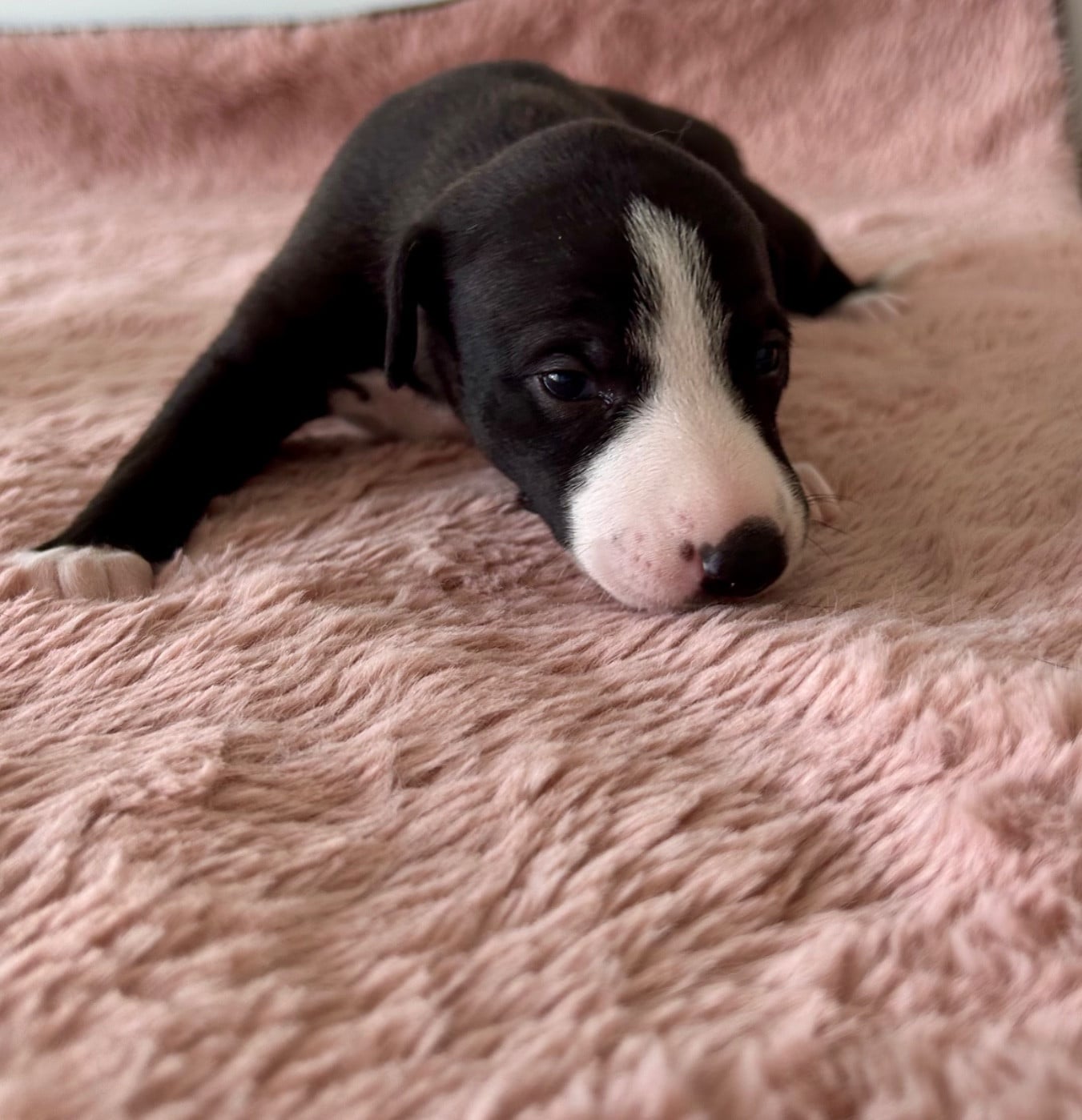 Chiot N°7