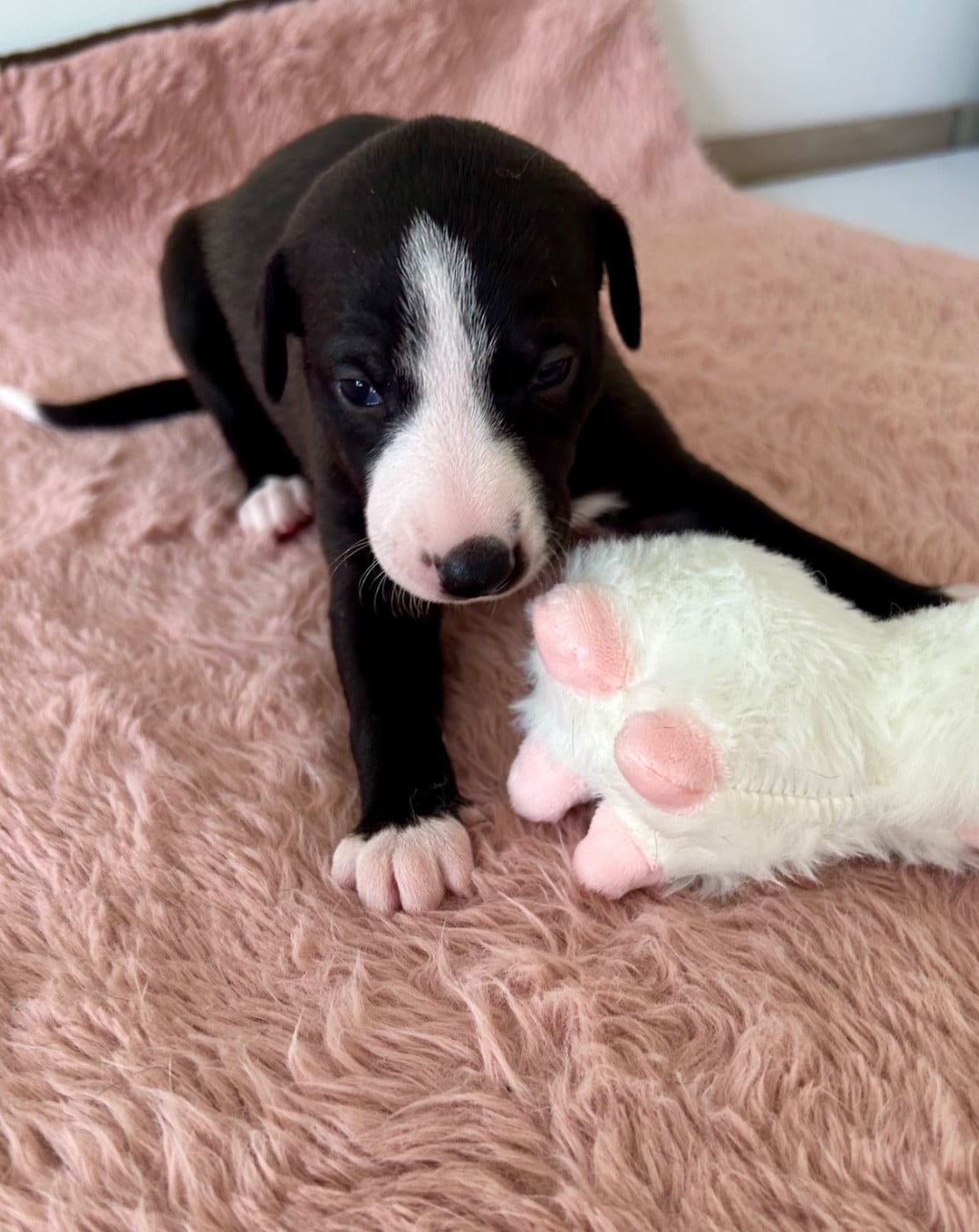 Chiot N°7