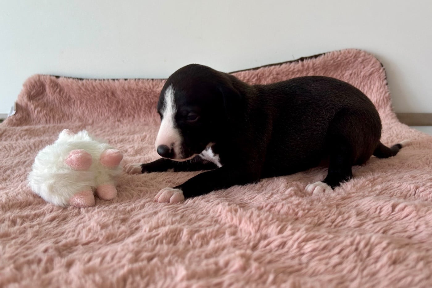 Chiot N°7