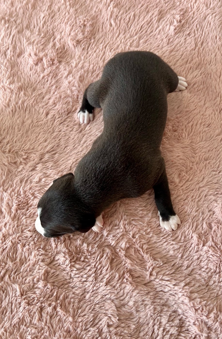 Chiot N°7