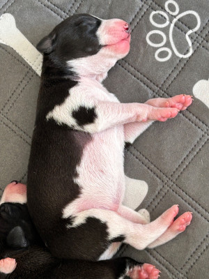 Les chiots de Whippet