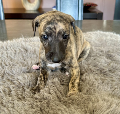 Les chiots de Whippet