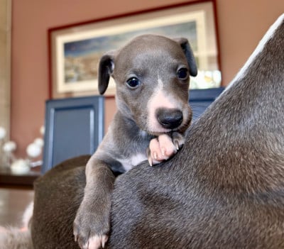 Les chiots de Whippet