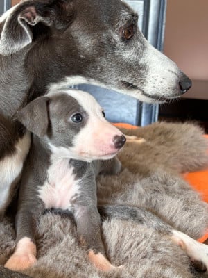 Les chiots de Whippet