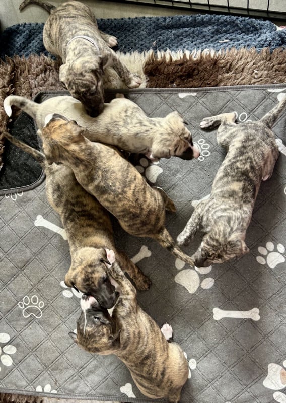 Whippet - Du Domaine Le Haut Blanc Mesnil