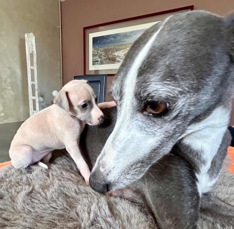 Whippet - Du Domaine Le Haut Blanc Mesnil