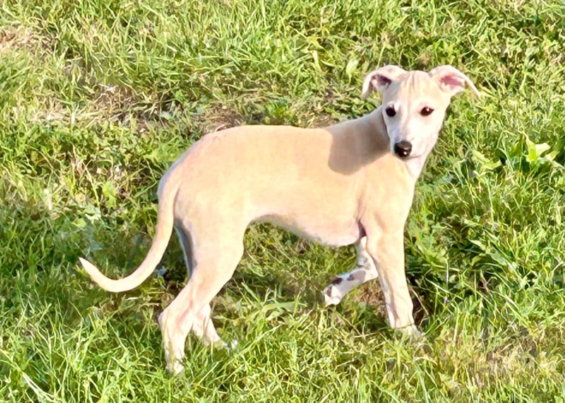 Whippet - Du Domaine Le Haut Blanc Mesnil