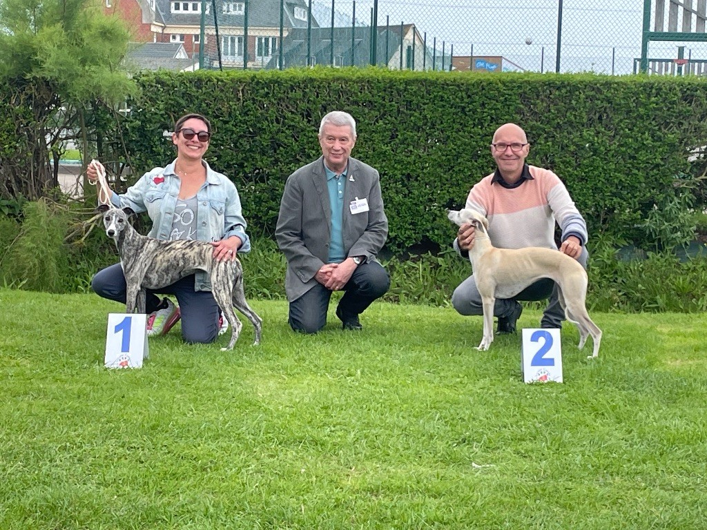 Sioux De Bambino Bristl - CACS + Meilleur de race sexe opposé