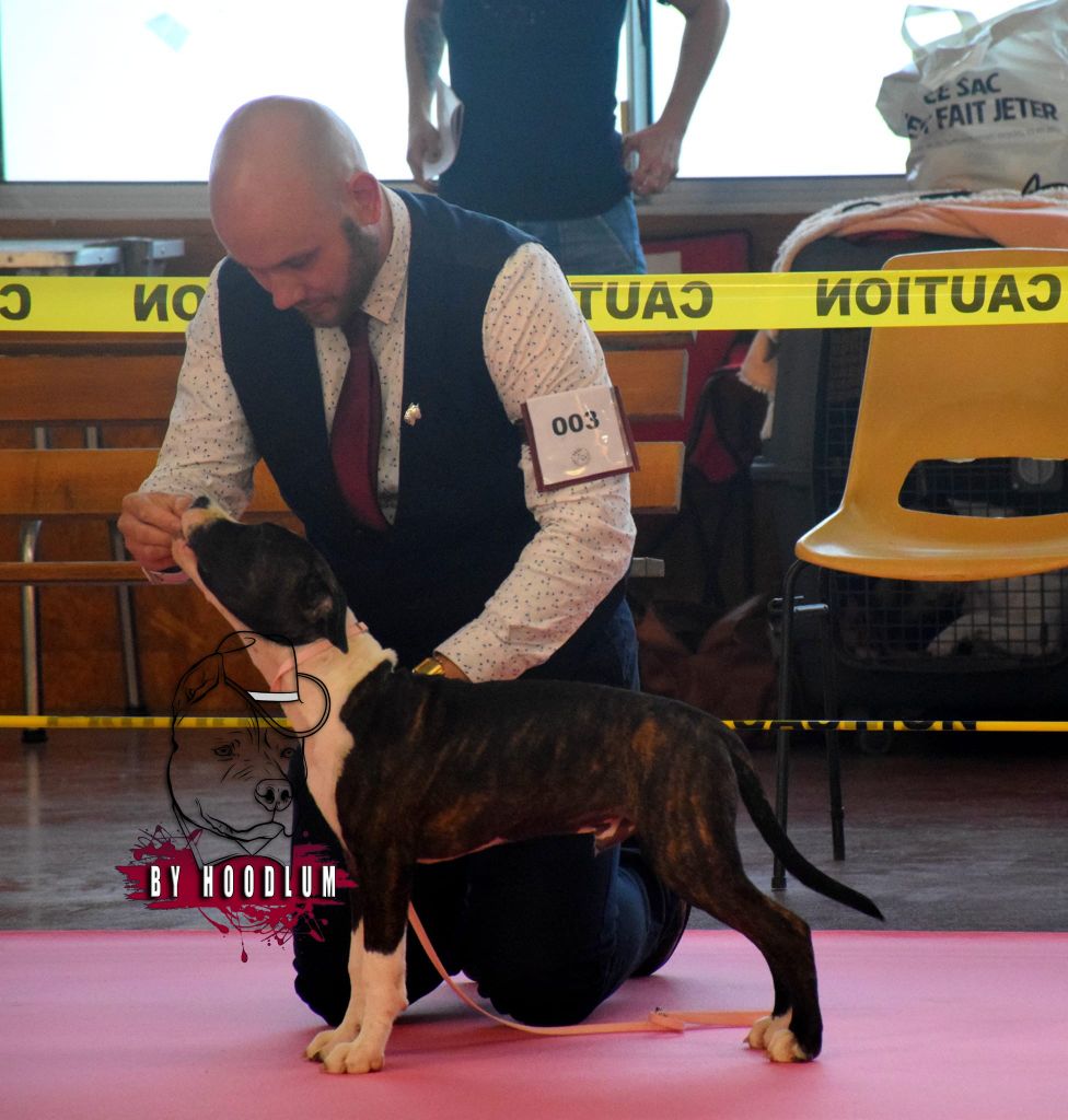 Ultime clyde hoodlum - 4th promising