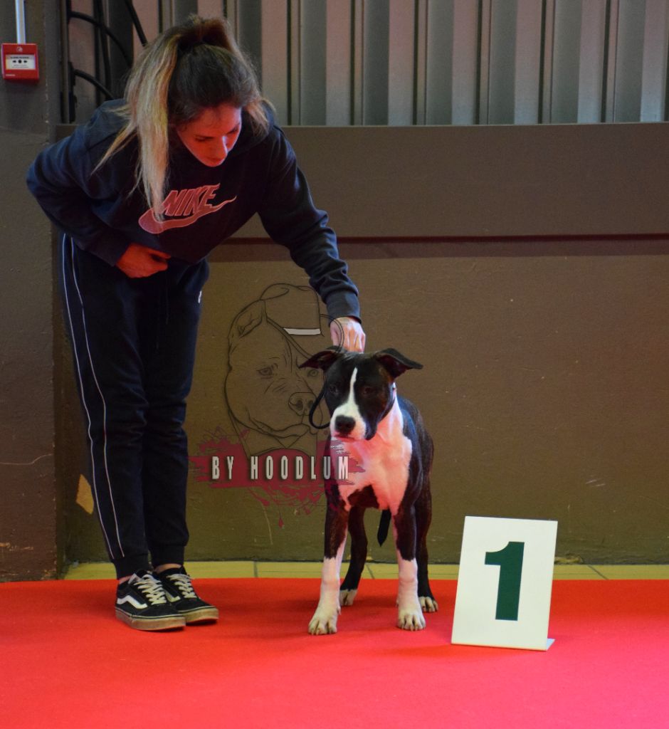 Ultime clyde hoodlum - 1st vp