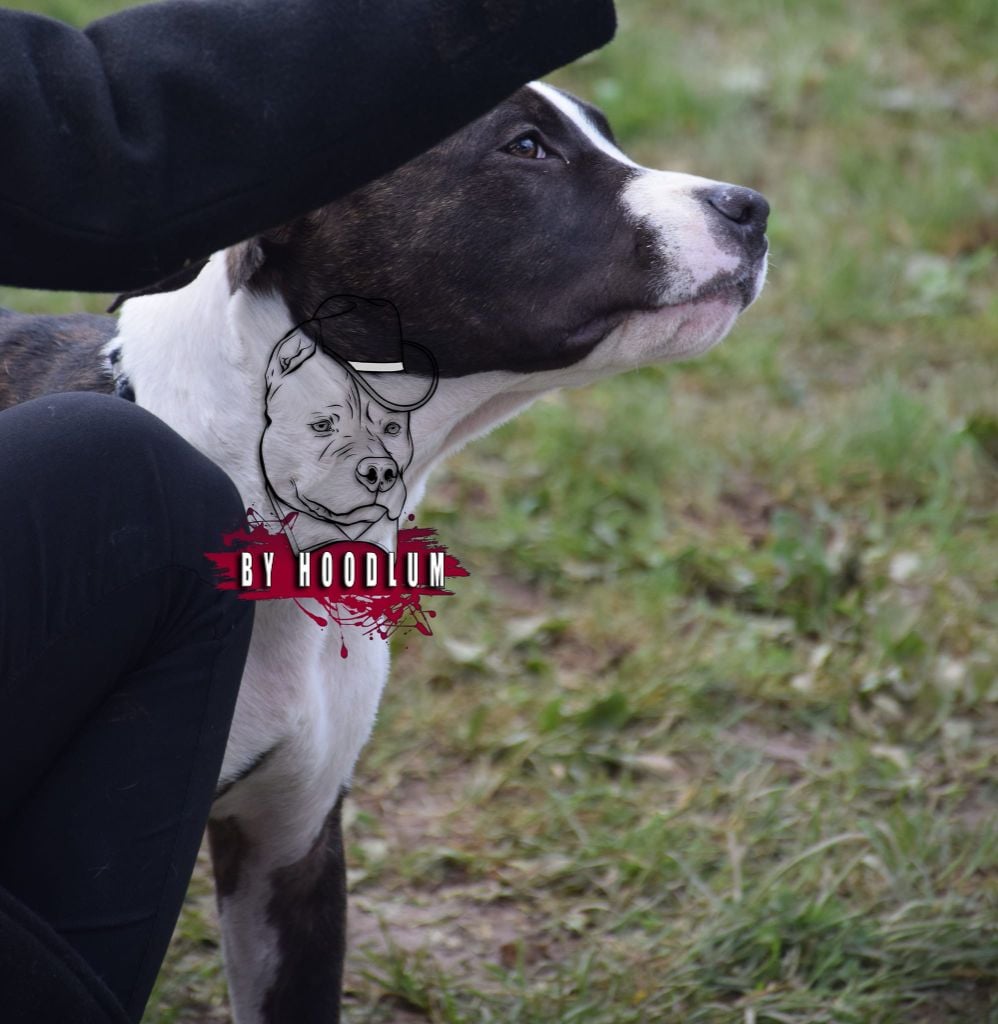 Ultime clyde hoodlum - 1st vp