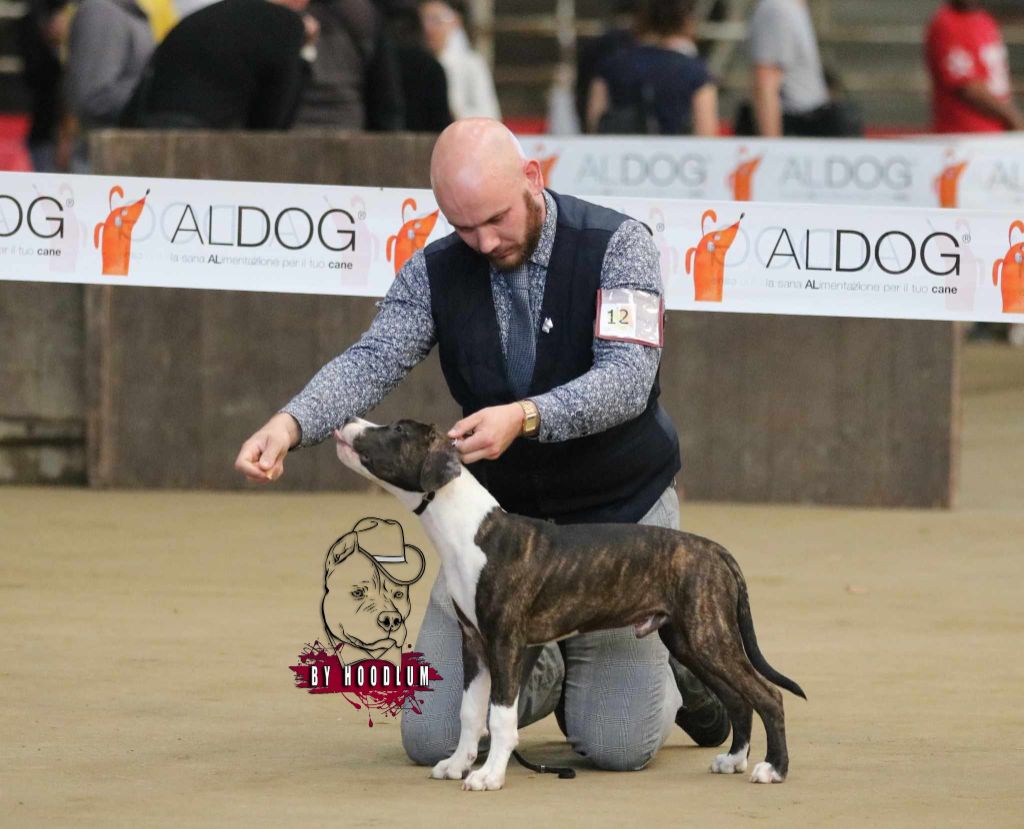 Ultime clyde hoodlum - 2nd vp