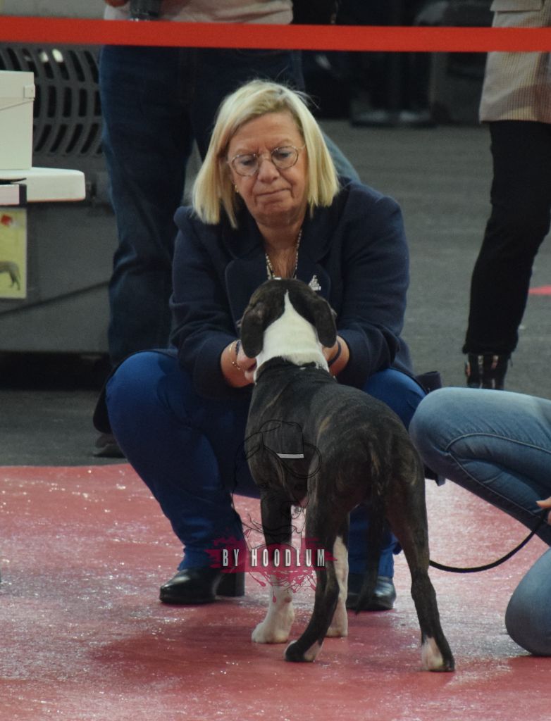 Ultime clyde hoodlum - 2nd vp