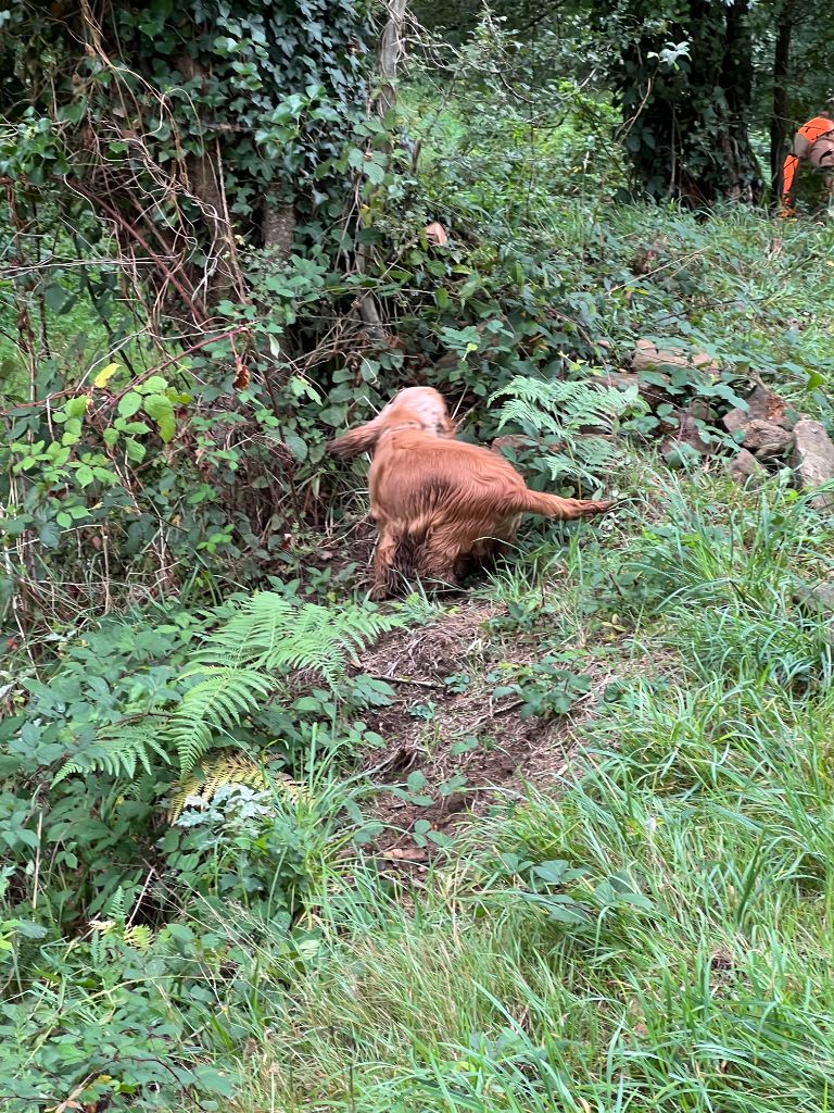 Publication : Du Diamant Marquise