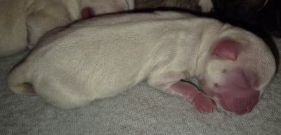 Les chiots de Chihuahua