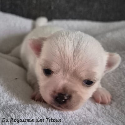 Les chiots de Chihuahua