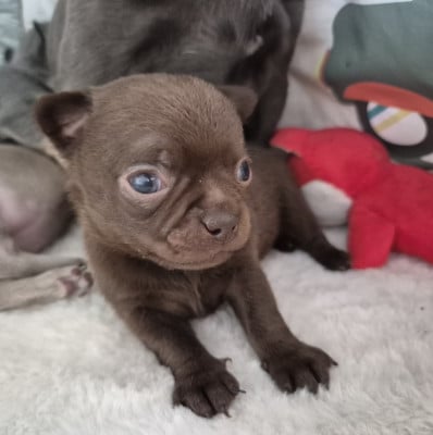 Les chiots de Chihuahua